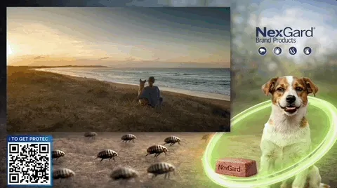 NextGard — Frame — Pet health & veterinary care