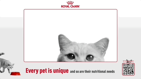 Thumbnail of the creative